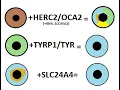 Download Lagu Genetic differences between green eyes, blue eyes, and blue eyes with an amber center (N=522)