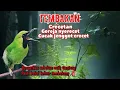 Download Lagu MASTERAN TEMBAKAN CUCAK IJO DENGERKAN SEBELUM 2SESI NAIK GANTANG DI LOMBKAN PASTI IKUTAN BUANG ISIAN