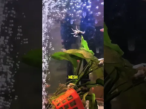 Crabs Turned an Oxygen Pump Into a Ride! 🤯