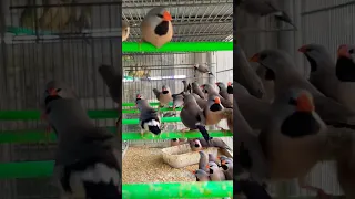 نوع اخر من الفنشات وهم الي يعرف اسمة يكتب بالتعليقات لاتنسوا المتابعة 