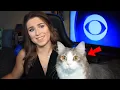 Download Lagu Best Cats Work From Home News Bloopers