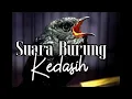 Lagu Suara Burung Kedasih (suara binatang)