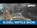 Reptile show featuring numerous critters wraps up in Slidell
