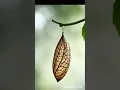 Download Lagu ulat kepompong kupu kupu #shorts #videoviral #ulat #kupukupu