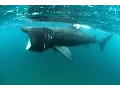Close encounters with Ireland s basking sharks Travel TV - Independent ie
