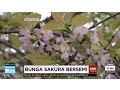 Download Lagu Momen Langka, Bunga Sakura Bersemi di Indonesia
