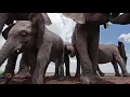 Elefante Bailando