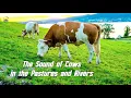 Download Lagu Suara Hewan Sapi Di Padang Rumput dan Sungai | The Sound of Cows in the Pastures and Rivers