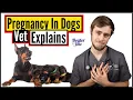 What Will Your Dog Go Through During Pregnancy A DETAILED Explanation By A Veterinarian