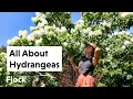 Download Lagu ALL About HYDRANGEAS: Grow, Flower, Prune, Fertilize — Ep. 323