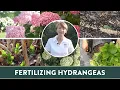 Quick Tips for Fertilizing the Hydrangea in Under 2 Minutes