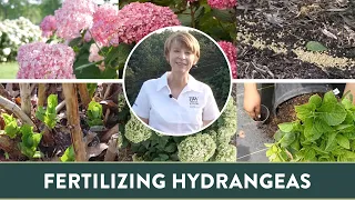 Quick Tips for Fertilizing the Hydrangea in Under 2 Minutes