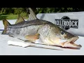 Why This Fish is ILLEGAL to Buy and Sell