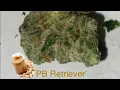 PB Retriever Strain Review First YouTube Ever