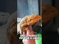 Lagu Bearded Dragons Are The Best Pet Reptile! 🦎😍 #shorts