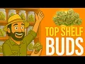 Top Shelf Weed vs Mids The Real Difference