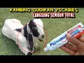 Lagu CUKUP PAKAI INI‼️ KAMBING GUDIKAN ATAU SCABIES LANGSUNG SEMBUH DAN KAMBING JADI SEHAT SELAMANYA 