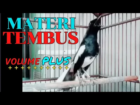 MATERI TEMBUS Kacer gacor full isian tembakan kasar ngotot konslet full emosi tarung