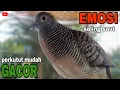 Download Lagu PERKUTUT LOKAL GACOR SUARA EMOSI SALING SAUT MUDAH BIKIN PERKUTUT GACOR