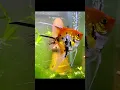Download Lagu 5 types of angel fish    (part 1)