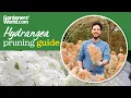When and how to PRUNE HYDRANGEA Annabelle