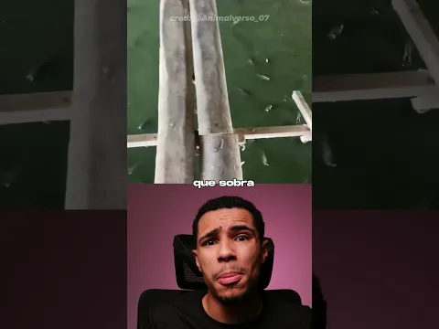 Esse Fazendeiro é um Gênio