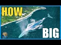 How Big Do Blue Whales Actually Get