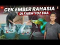 Lagu A Wacky Guppy Farm in Indonesia Owned by Yoz Ega Tulungagung