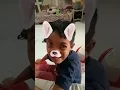 Download Lagu coba lihat yang itu itu seperti anjing