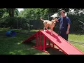 Super Fun Dog Daycare Pet Boarding at Newburgh Vet and Animal Hospital