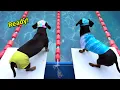 Download Lagu The Wienerlympics! - Cute & Funny Wiener Dog!