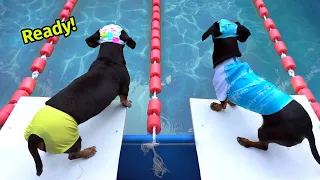 Download The Wienerlympics! - Cute \u0026 Funny Wiener Dog Video! MP3