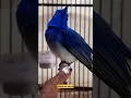 Download Lagu Suara burung selendang biru #selendangbiru #shorts