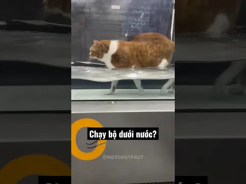Cách Ép Cân Độc Lạ Cho Mèo Béo Khiến Ai Cũng Bất Ngờ