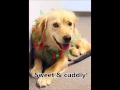 Adopt a golden retriever Meet Ringo from Golden Retriever Rescue Resource GRRR