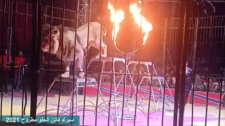 سيرك فاتن الحلو فقرة الاسود البوسيت مصيف مرسي مطروح 2021  سيرك فاتن الحلو فقرة الاسود البوسيت مصيف مرسي مطروح 2021