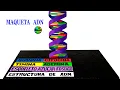 Lagu Manera simple y fácil de hacer una maqueta de ADN.