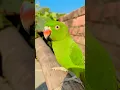 Lagu Tatan #talkingparot #parrot #talkingparrot #birds #talkingbird #greenparrot @Tatanandtowtow