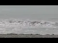 Remains found on Fernandina Beach