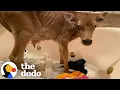 Download Lagu Skin And Bones Calf Who Looked Like He Was Crying Is SO Happy Now | The Dodo