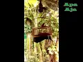 Download Lagu Kicau Kenari Loper \u0026 Kenari Holland
