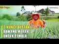 Download Lagu Budidaya Bawang Merah !! Tips Bertani Bawang Merah untuk Pemula