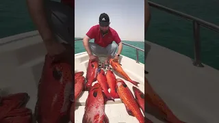 صيد حداق ناجل 