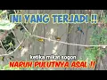 Download Lagu Suara Pikat Sogon Kombinasi Prenjak Starter Dan Pleci Ngecir