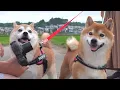 Download Lagu 飼い主が入院中で落ち込む柴犬。思わぬサプライズで笑顔に変わる瞬間。
