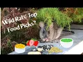 What are Wild Rats Top Food Picks