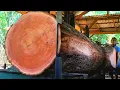 Young operators skillfully process large, beautiful mahogany logs at the sawmill. 