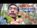 Download Lagu mikat cucak ijo pake mp3 paling cepat dapat