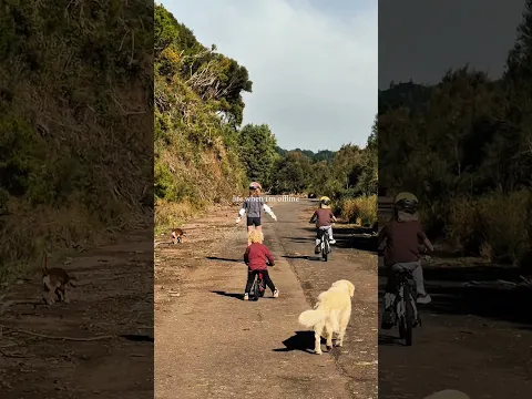 Unser Leben auf Madeira 🏝️ #shorts