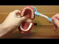 How to Brush Your Teeth with Dr Ryan - Modified Bass Technique